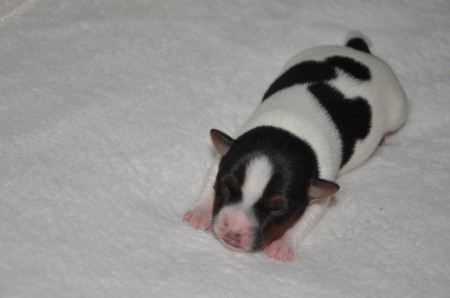 DONATELLO: "Oh, richtig... der stand Pate für den NINJA TURTLE... und mein Rücken sieht ein bisschen aus, wie ein Schildkrötenpanzer..."